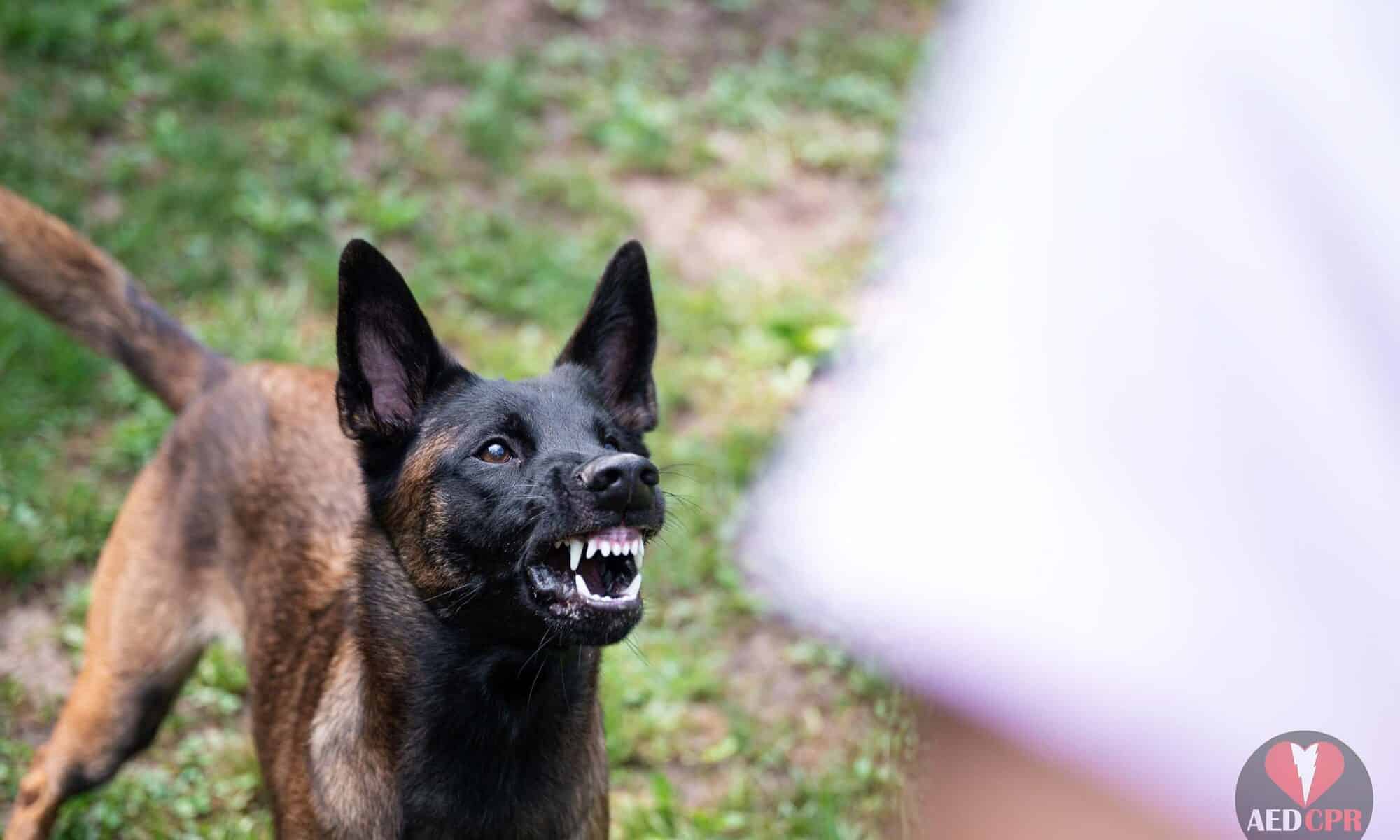 Aggressive dog about to bite. Dog bite first aid