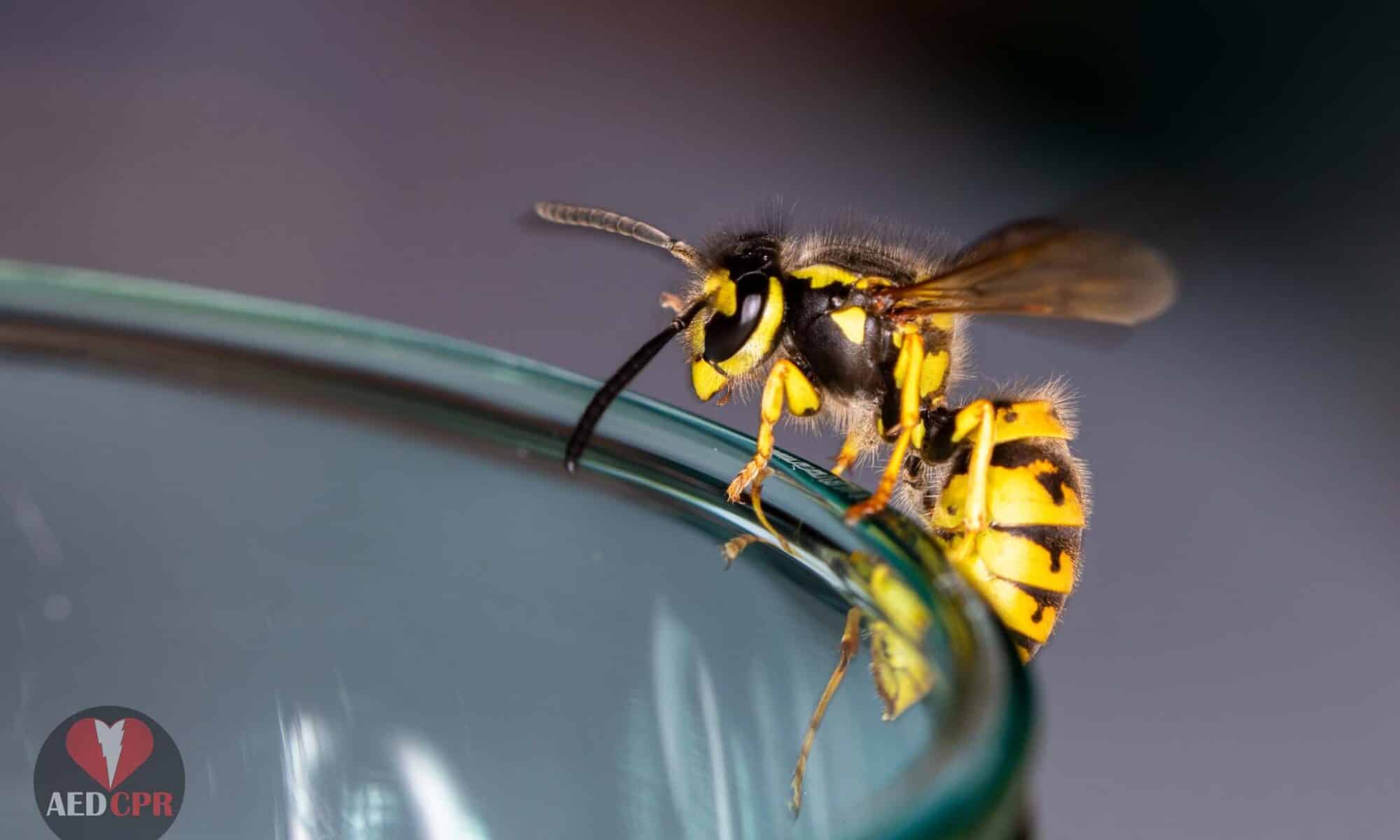Wasp on a glass - Can cause dangerous sting