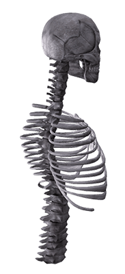 Skeleton