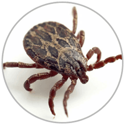 How to administer first aid to victims suffering tick bites